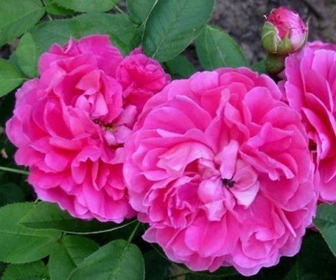 Rose du Roi