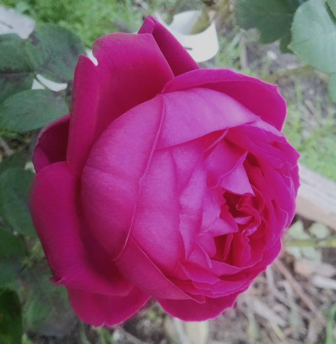 Rosa Ruhm von Steinfurth