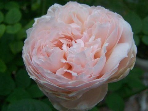 Santa Cecilia