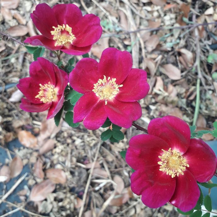 Rosa Single Cherry