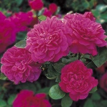 Sophy's Rose