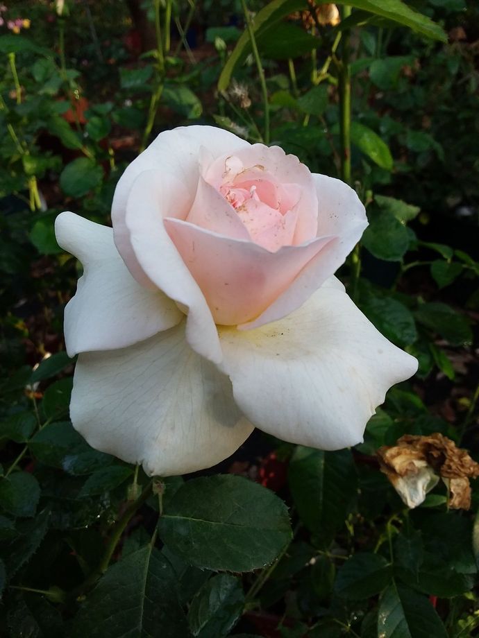 Rosa Sorriso di Pace