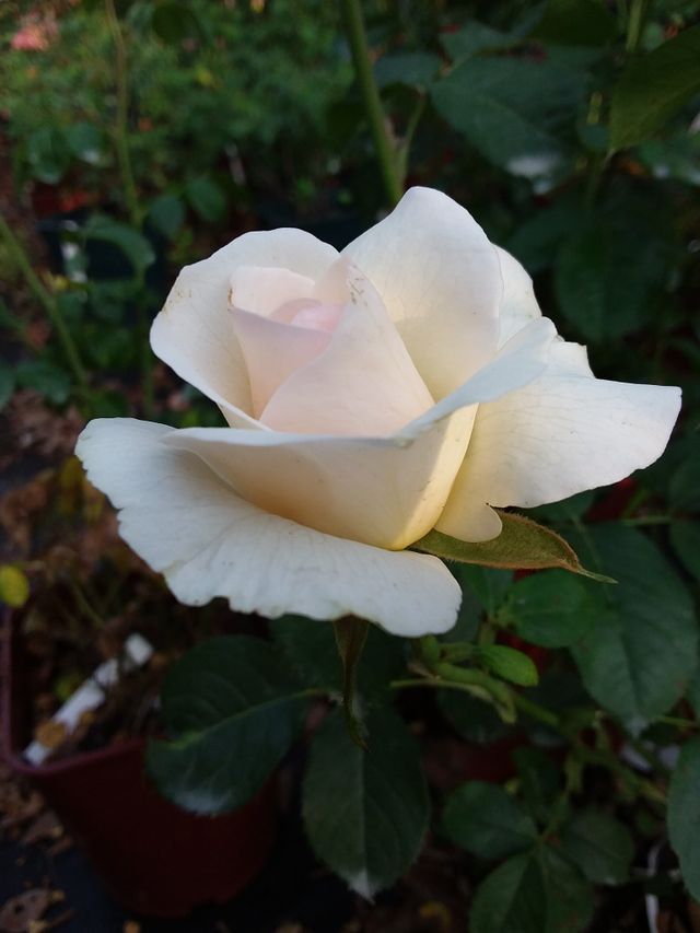 Rosa Sorriso di Pace