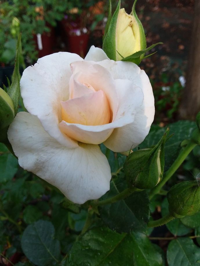 Rosa Sorriso di Pace