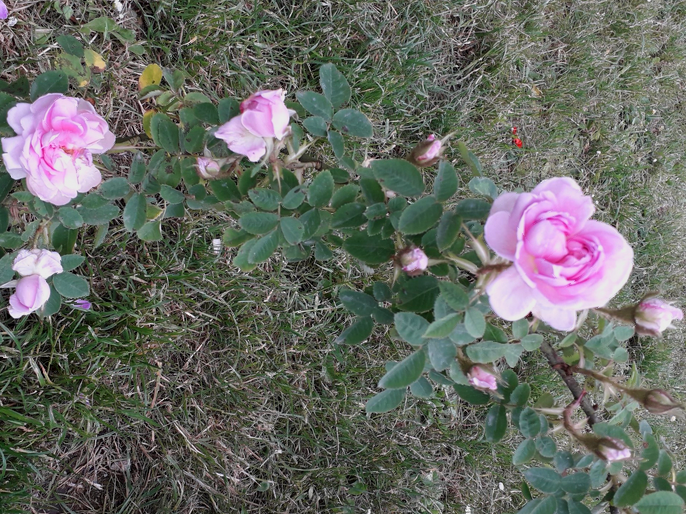 Rosa Soupert et Notting