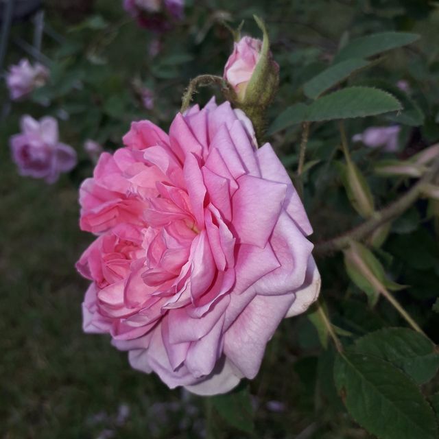 Rosa Soupert et Notting