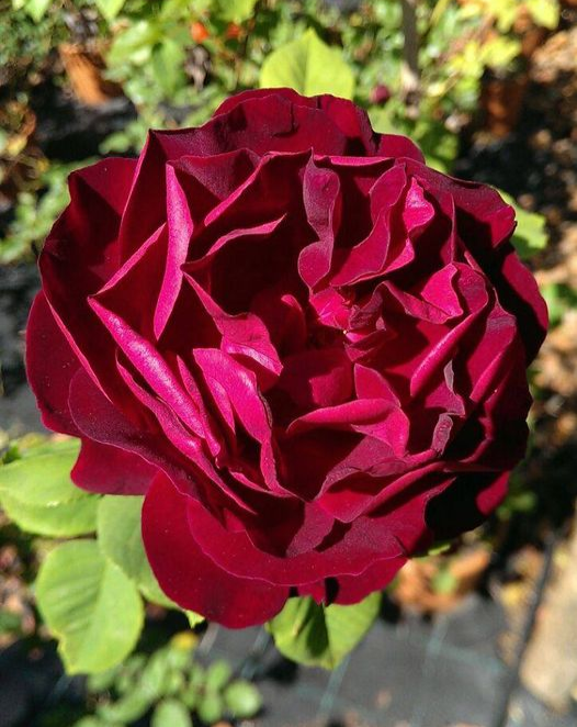 Rosa Souvenir du Docteur Jamain