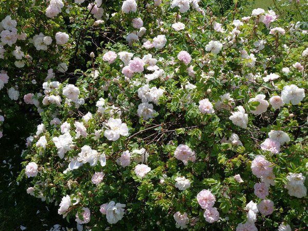 Rosa Stanwell Perpetual