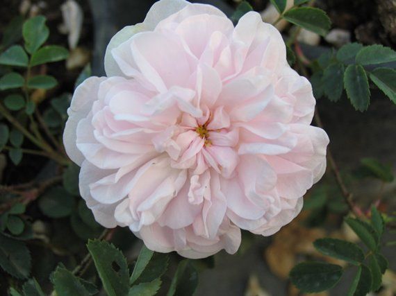 Rosa Stanwell Perpetual