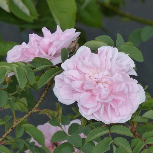 Rosa Stanwell Perpetual