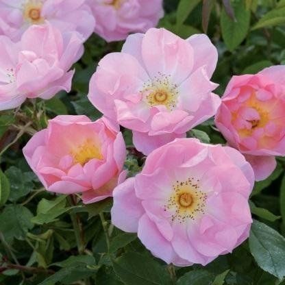 The Lady's Blush