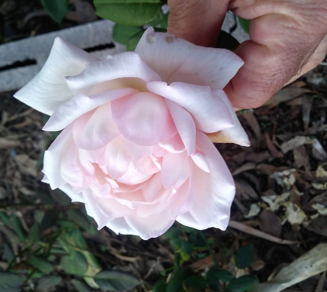 Rosa Tipsy Imperial Concubine