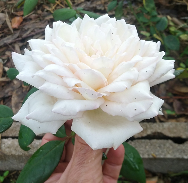 Rosa Tipsy Imperial Concubine