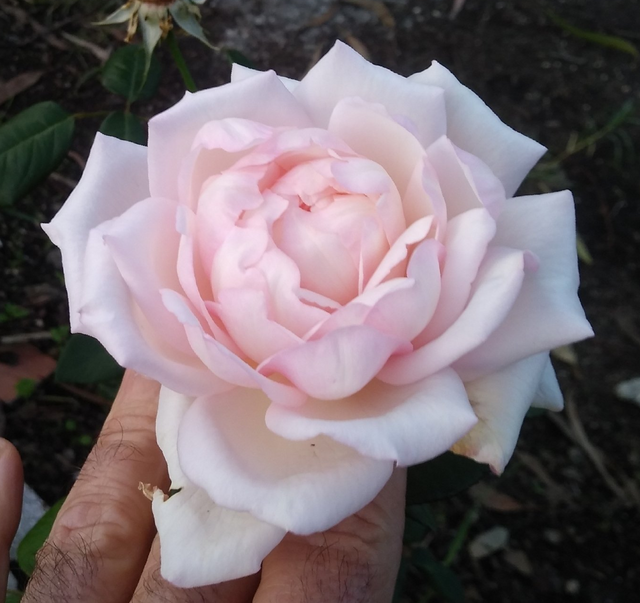 Rosa Tipsy Imperial Concubine