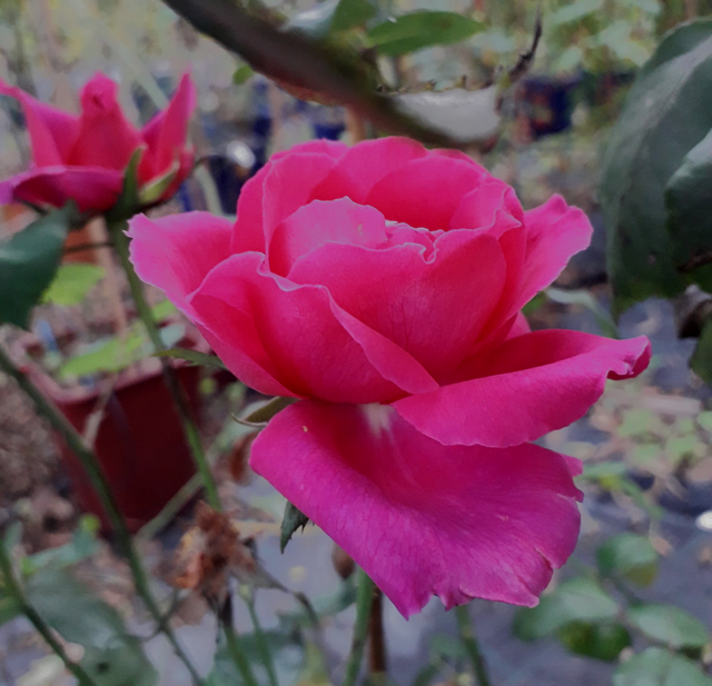 Triomphe des Noisettes
