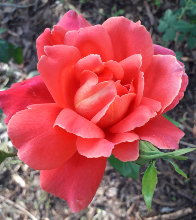 Rosa Ville de Prague