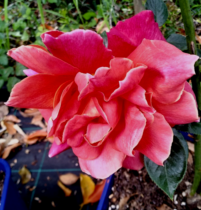 Rosa Ville de Prague