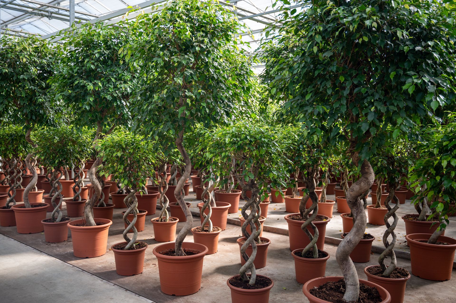 Alberi in vaso
