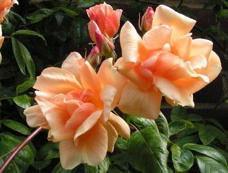 Rosa Crépuscule