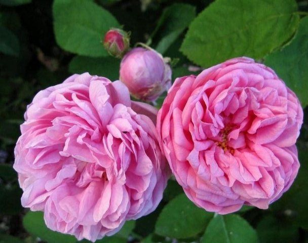 Rosa Salet