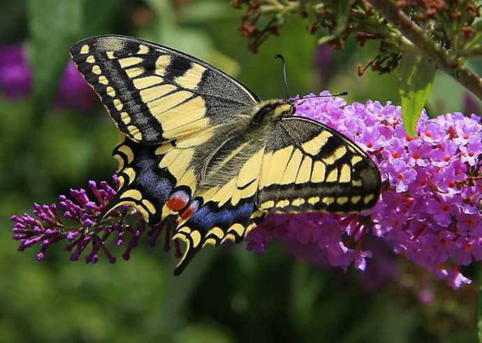 Buddleja Davidii