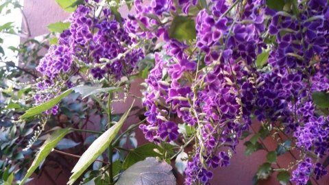 Buddleja Davidii