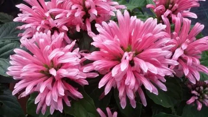 Jacobinia Carnea