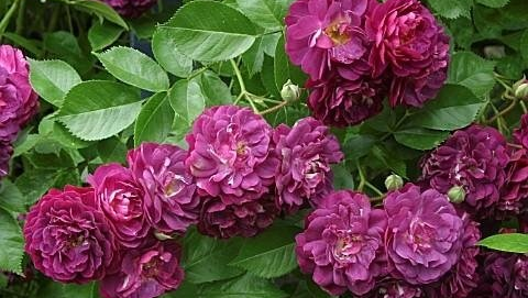 roseto