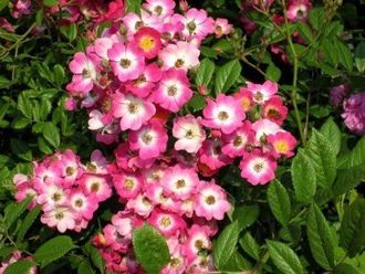 Murraya Paniculata