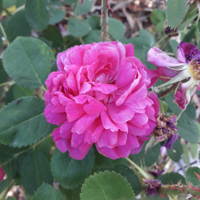 Rosa Paeonia