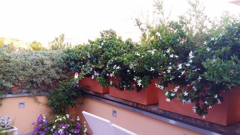 vivaio realizzazione giardini