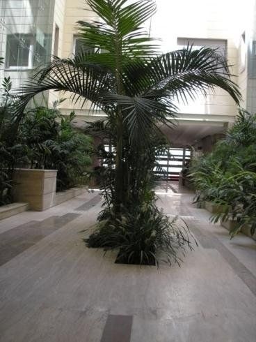 piante da giardino