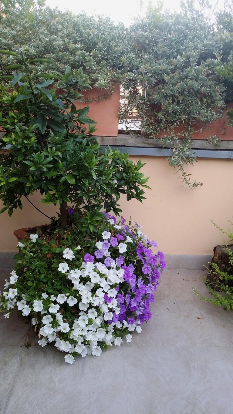 fiori per giardini