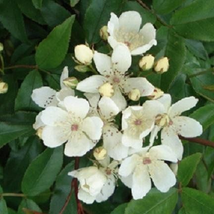 rosa banksiae