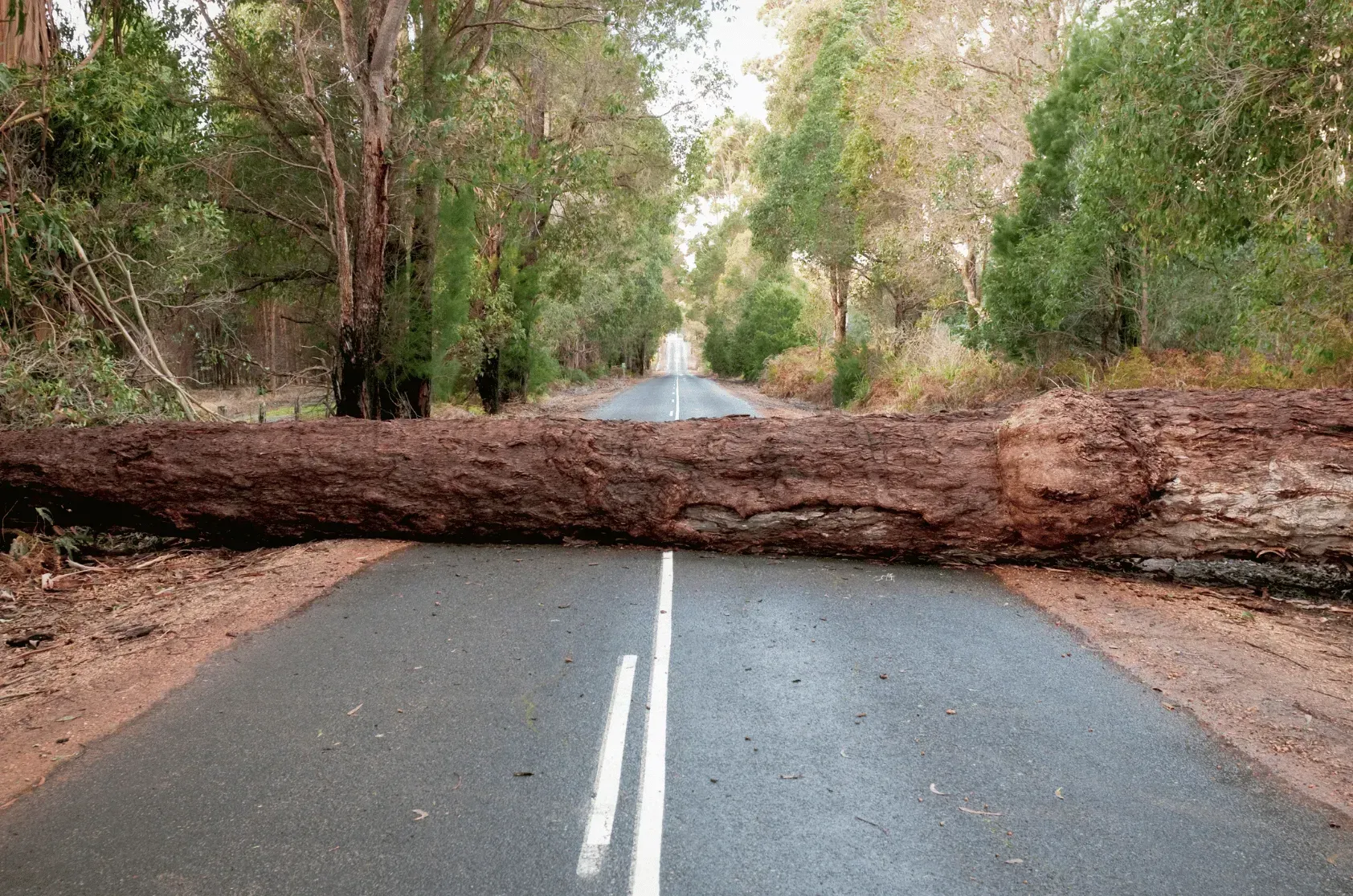 A fallen tree blocks a road in a wooded area, with a white center line visible on the pavement.