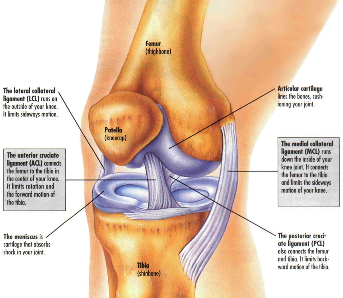Knee Meniscal Tear Surgery | Dr David Agolley Orthopaedic Surgeon