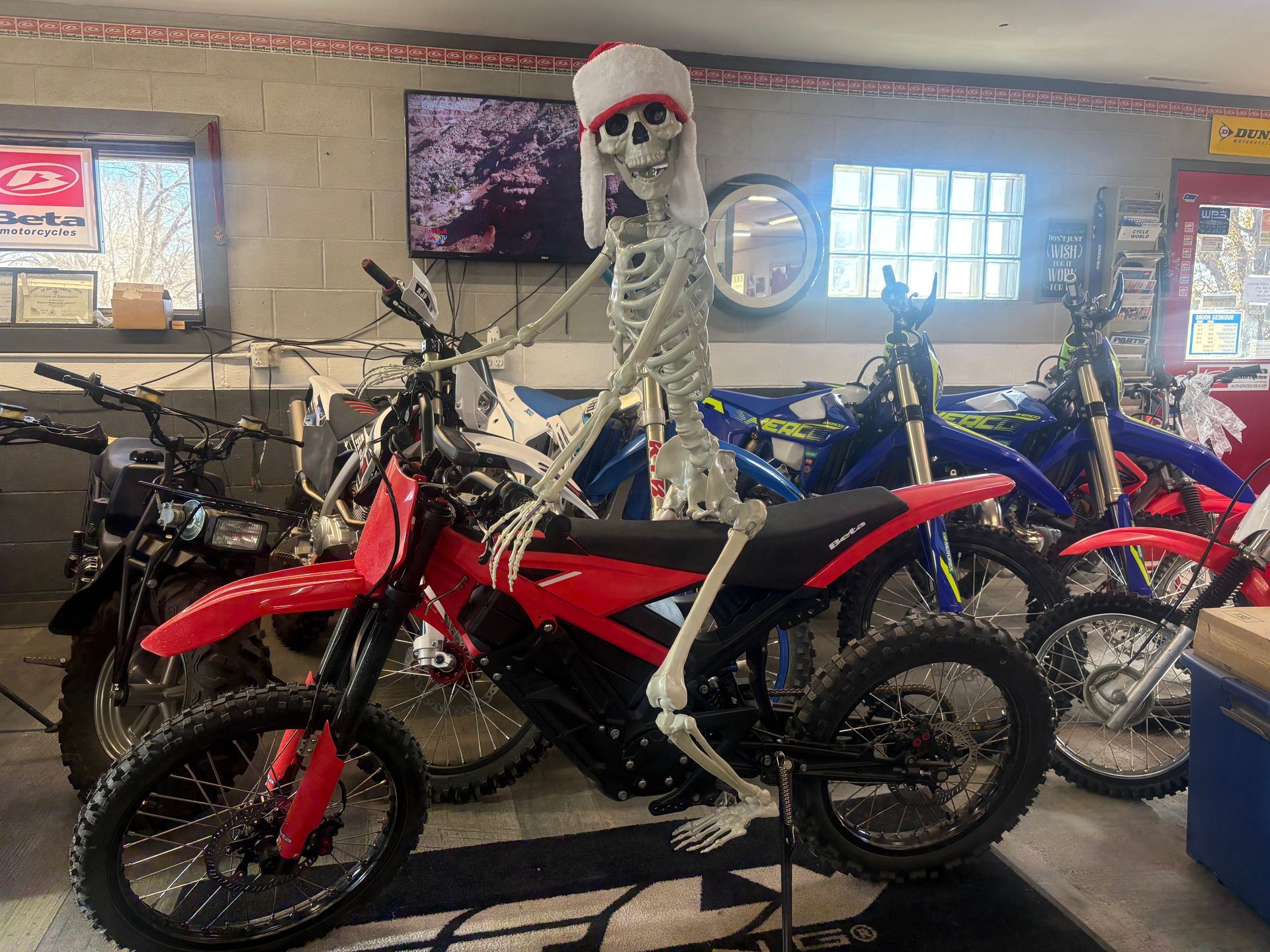 Red and blue dirt bikes lined up inside a motorcycle showroom