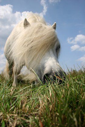 horses