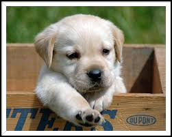puppy