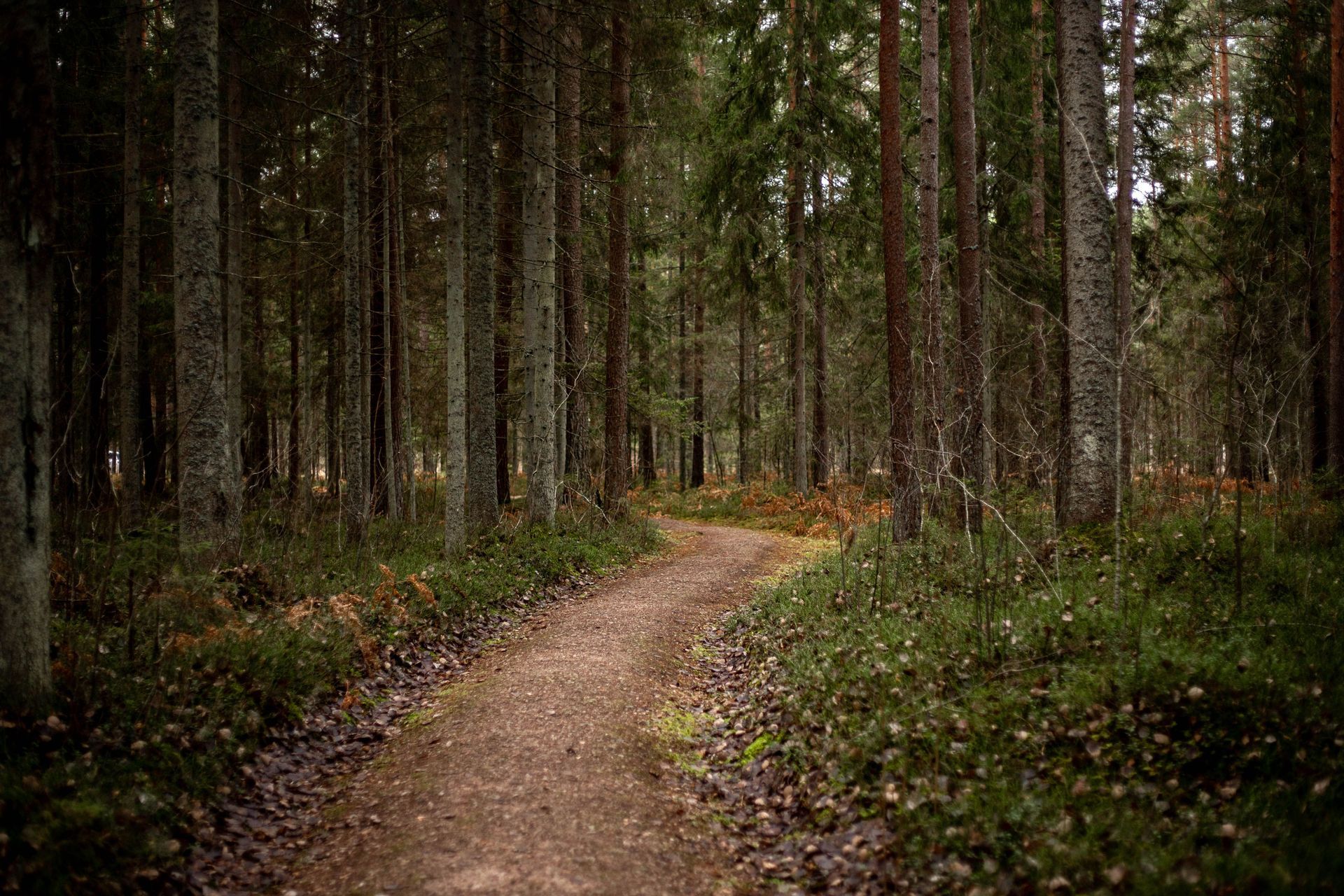 A winding dirt path through a dense, dark pine forest