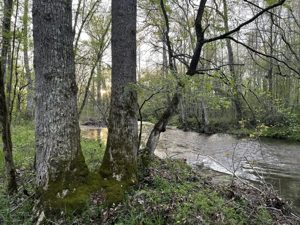 A river running through a lush green forest surrounded by trees.
