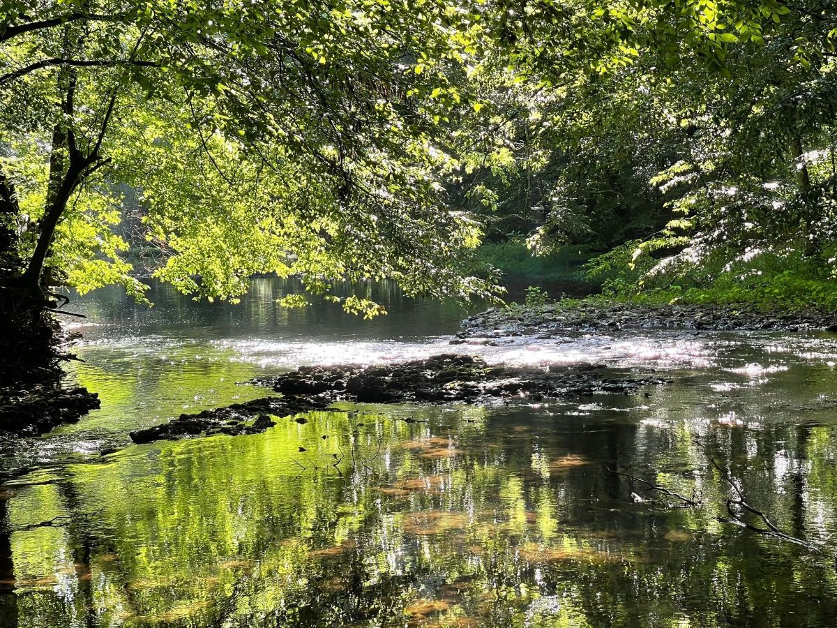 A river in the middle of a forest with trees reflected in the water.