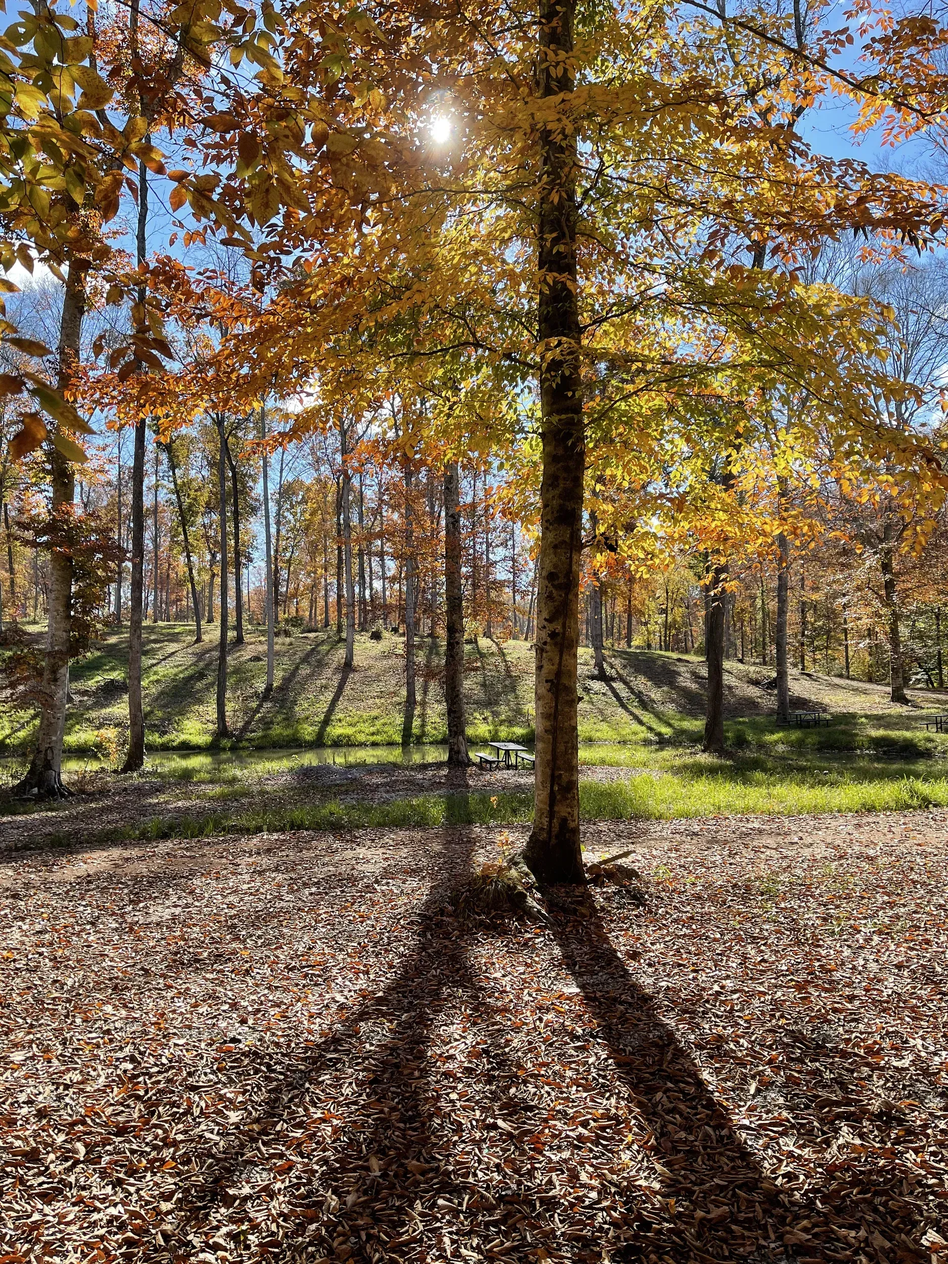 fall leaves