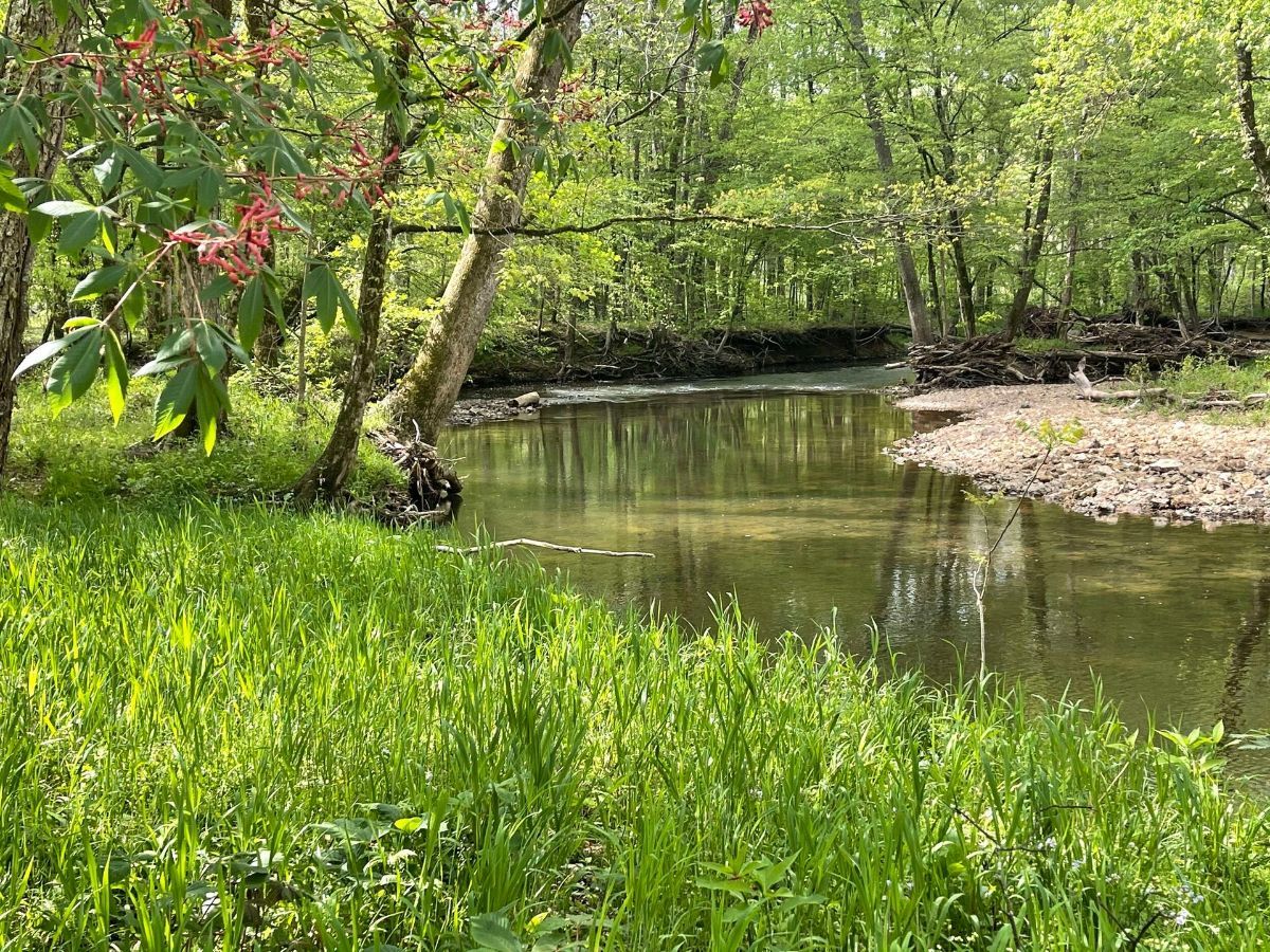 A river in the middle of a forest surrounded by trees and grass.