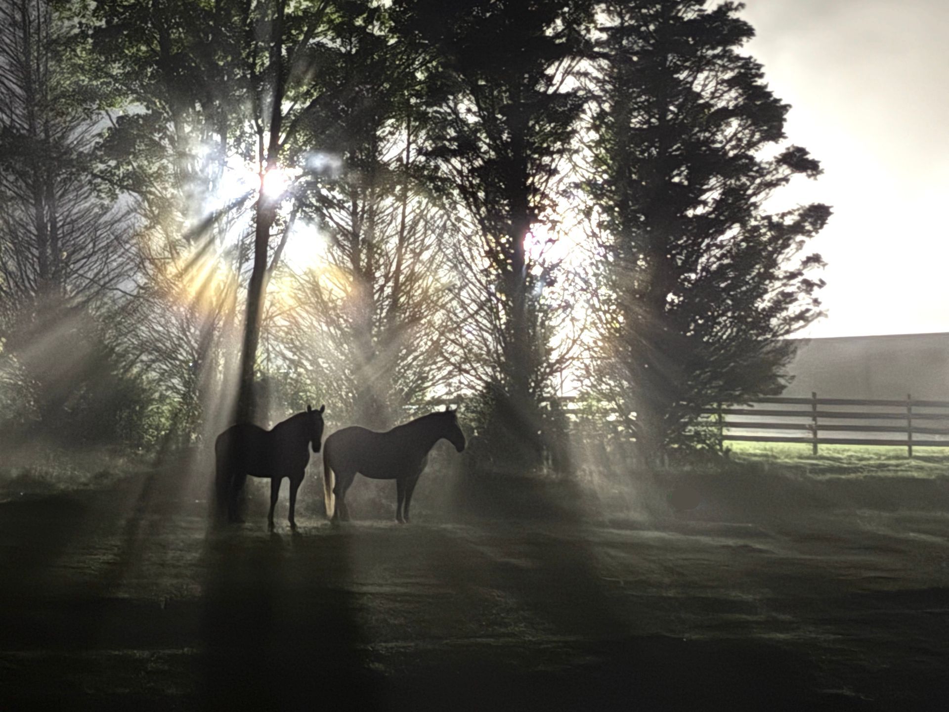 Two horses stand in a field as sunlight streams through trees, creating a dramatic, silhouetted scene.