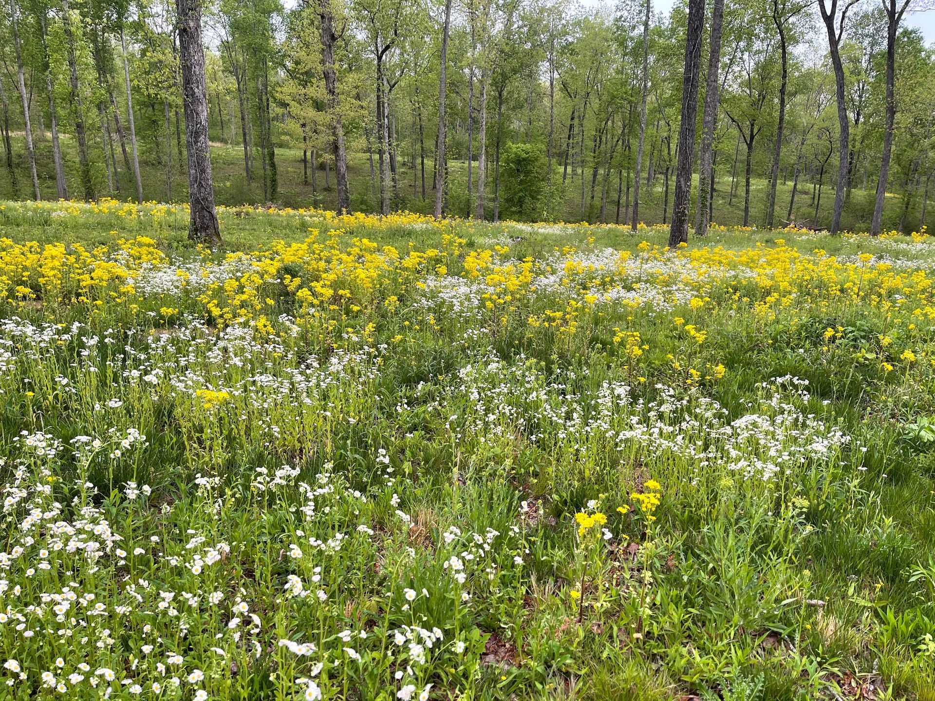 spring flowers at camp T red coach resort