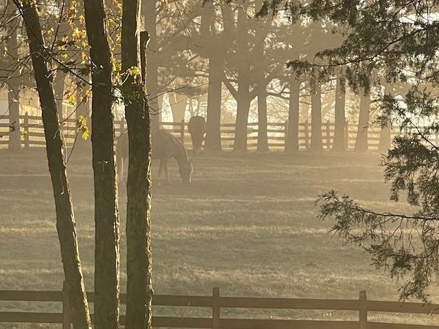Horses grazing in the early morning light