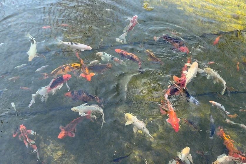 Red coach koi fish