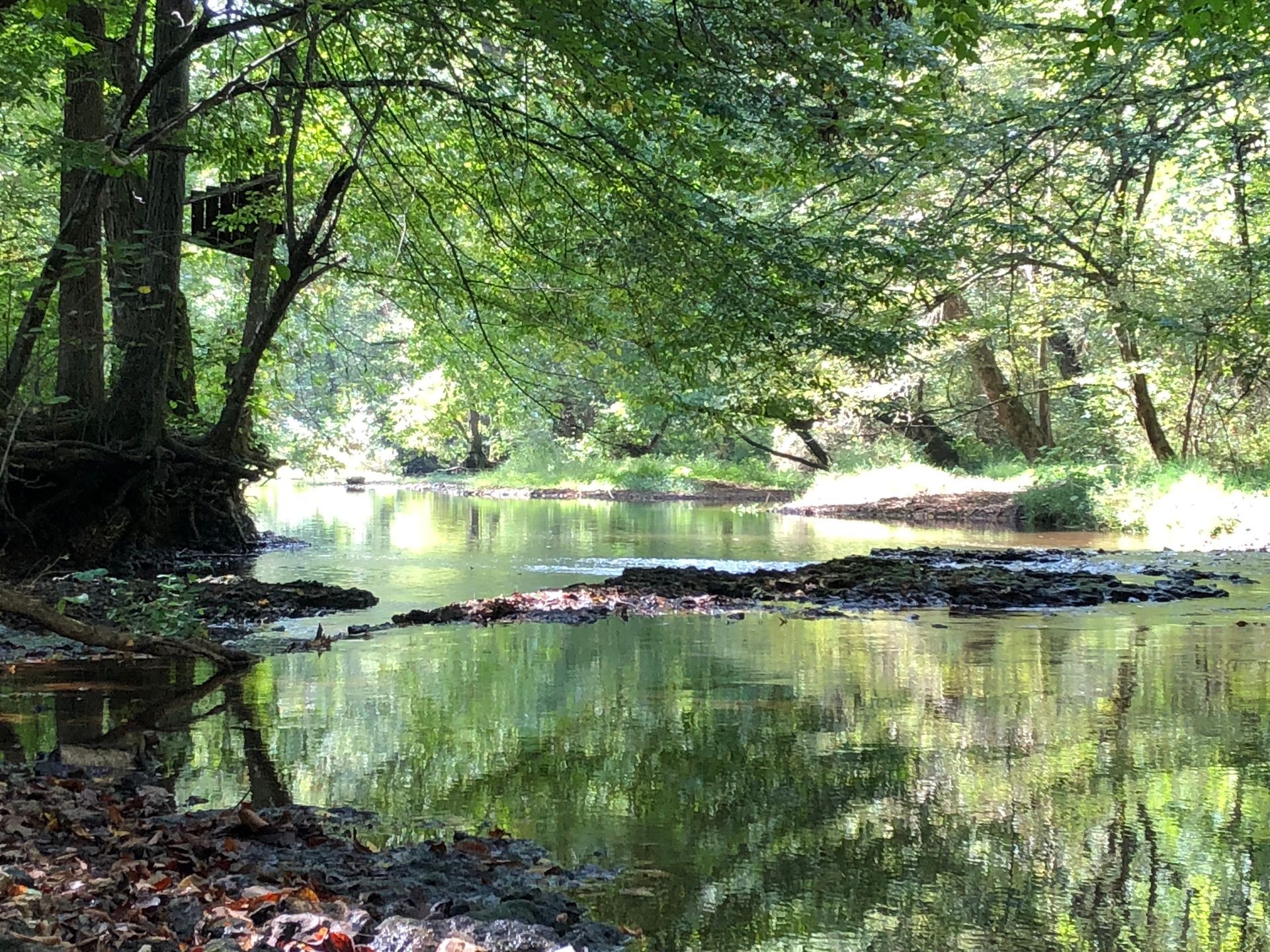 waterside by trees and rocks at Red Coach Resort