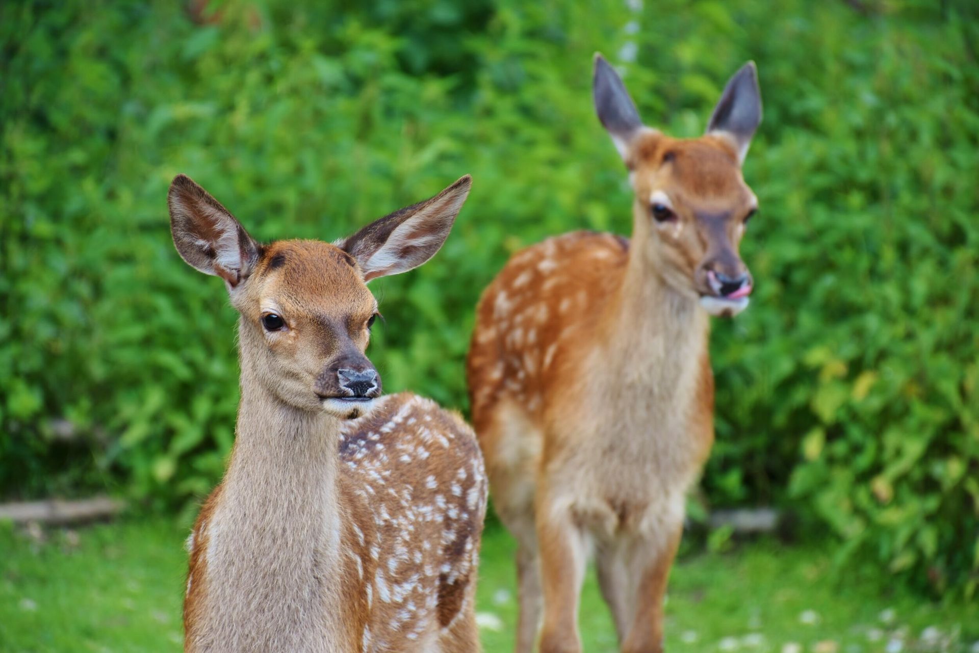 deer 
